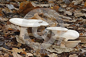Trooping Funnel Fungi photo