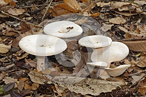 Trooping Funnel Fungi photo