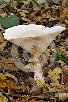 Trooping Funnel Fungus photo