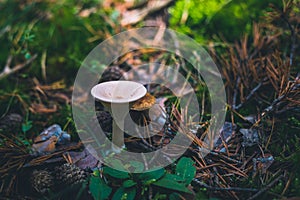 Trooping funnel or monk`s head mushroom on the grass