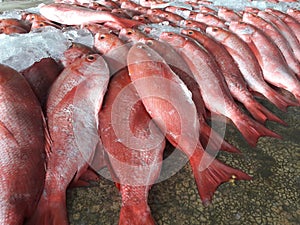 Troops of red snapper fishes