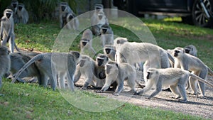 Troops of vervet monkeys fighting