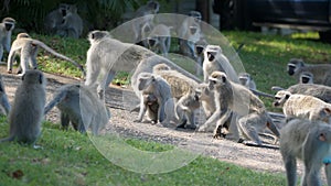 Troops of vervet monkeys fighting