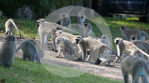 Troops of vervet monkeys fighting