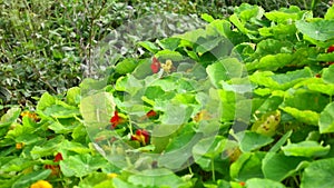 Tropaeolaceae, garden at Don Duong district, Da Lat city, Lam province, Vietnam