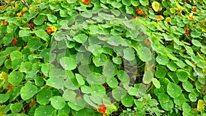 Tropaeolaceae, garden at Don Duong district, Da Lat city, Lam province, Vietnam