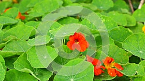 Tropaeolaceae, garden at Don Duong district, Da Lat city, Lam province, Vietnam