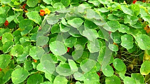 Tropaeolaceae, garden at Don Duong district, Da Lat city, Lam province, Vietnam