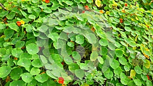 Tropaeolaceae, garden at Don Duong district, Da Lat city, Lam province, Vietnam