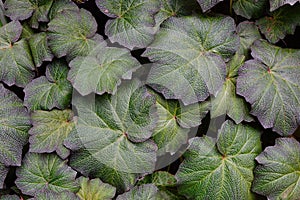 Tropaeolaceae plants and leaves