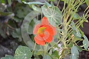 Tropaeolum. House, garden, flowerbed. Orange flowers. Summer