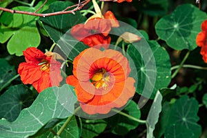 Tropaeolum majus