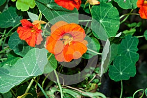 Tropaeolum majus