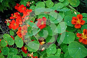 Tropaeolum majus blooms with orange-red flowers in October. Berlin, Germany