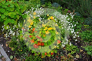 Tropaeolum majus blooms with yellow and orange flowers on a flowerbed in October. Berlin, Germany