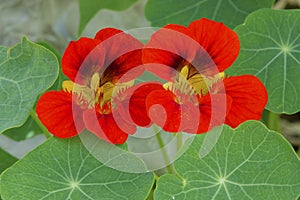 Tropaeolum majus