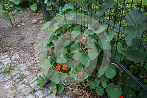 Tropaeolum majus, the garden nasturtium, nasturtium, Indian cress or monks cress, is a species of flowering plant. Berlin