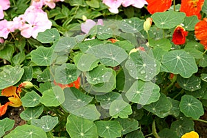 Tropaeolum majus leaves photo