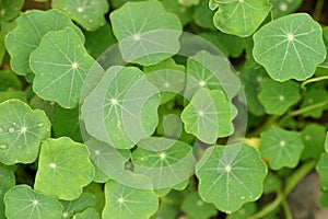 Tropaeolum majus leaves background