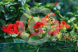 Tropaeolum majus - nasturtium flowers on gardenbed, flowering plant photo