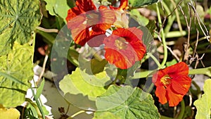 Tropaeolum majus - Nasturtium, Indian Cress - wild flowers in nature