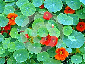 Tropaeolum - nasturtium