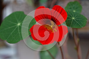 Tropaeolum. Orange nasturtium flowers. Green background