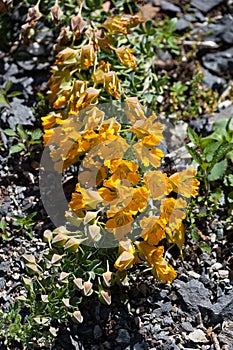 Tropaeolum polyphyllum flower