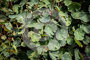 Tropaeolum tuberosum mashua foliage plant