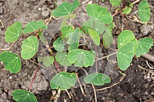 Tropaeolum tuberosum mashua plant