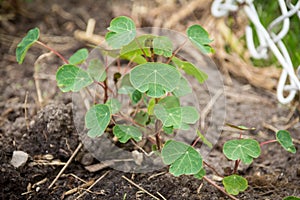 Tropaeolum tuberosum mashua plant