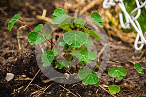 Tropaeolum tuberosum mashua plant