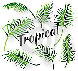 Tropcal leaves collectoin. Vector illustration photo