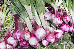 Tropea onions photo