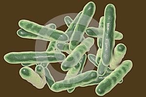 Tropheryma whipplei bacteria, the causative organism of Whipple`s disease
