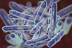 Tropheryma whipplei bacteria, the causative organism of Whipple`s disease
