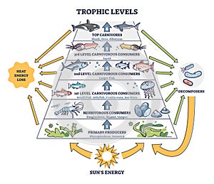 Trophic levels in water wildlife as ocean food chain pyramid outline diagram