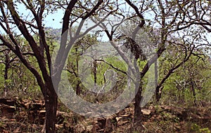 Trophical forest trees