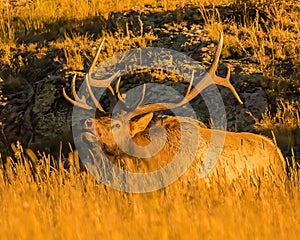 Trophy Bull Elk bugles for mate in Rocky Mountains