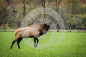 Trophy-class Bull Elk