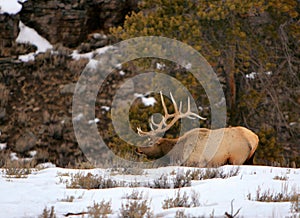 Trophy elk