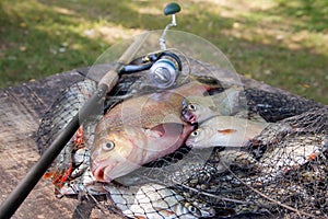 Trophy fishing. Big freshwater bronze bream or carp bream, white