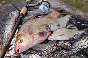 Trophy fishing. Big freshwater bronze bream or carp bream, white bream or silver bream and fishing rod with reel on landing net