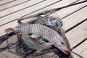 Trophy fishing. Big freshwater pike and fishing equipment lies o