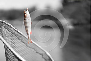Trophy fishing. Small goldfish on fishing line on black and white background. Concept luck, fortune, case, finance