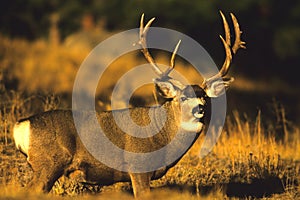 Trophy Mule Deer Buck