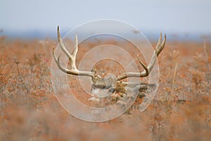 Trophy Mule Deer Buck Bedded