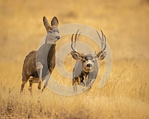 Trophy Mule Deer buck chases doe during rut.