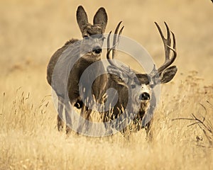 Trophy Mule Deer Buck chases estrus doe during peak of fall rut