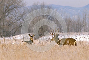 Trophy Mule Deer Buck and Doe